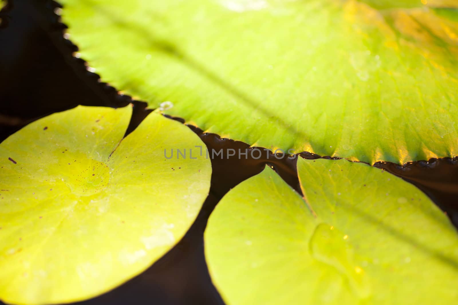 Water lily