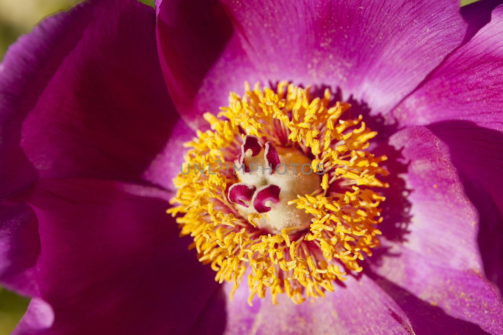 Close up of a flower