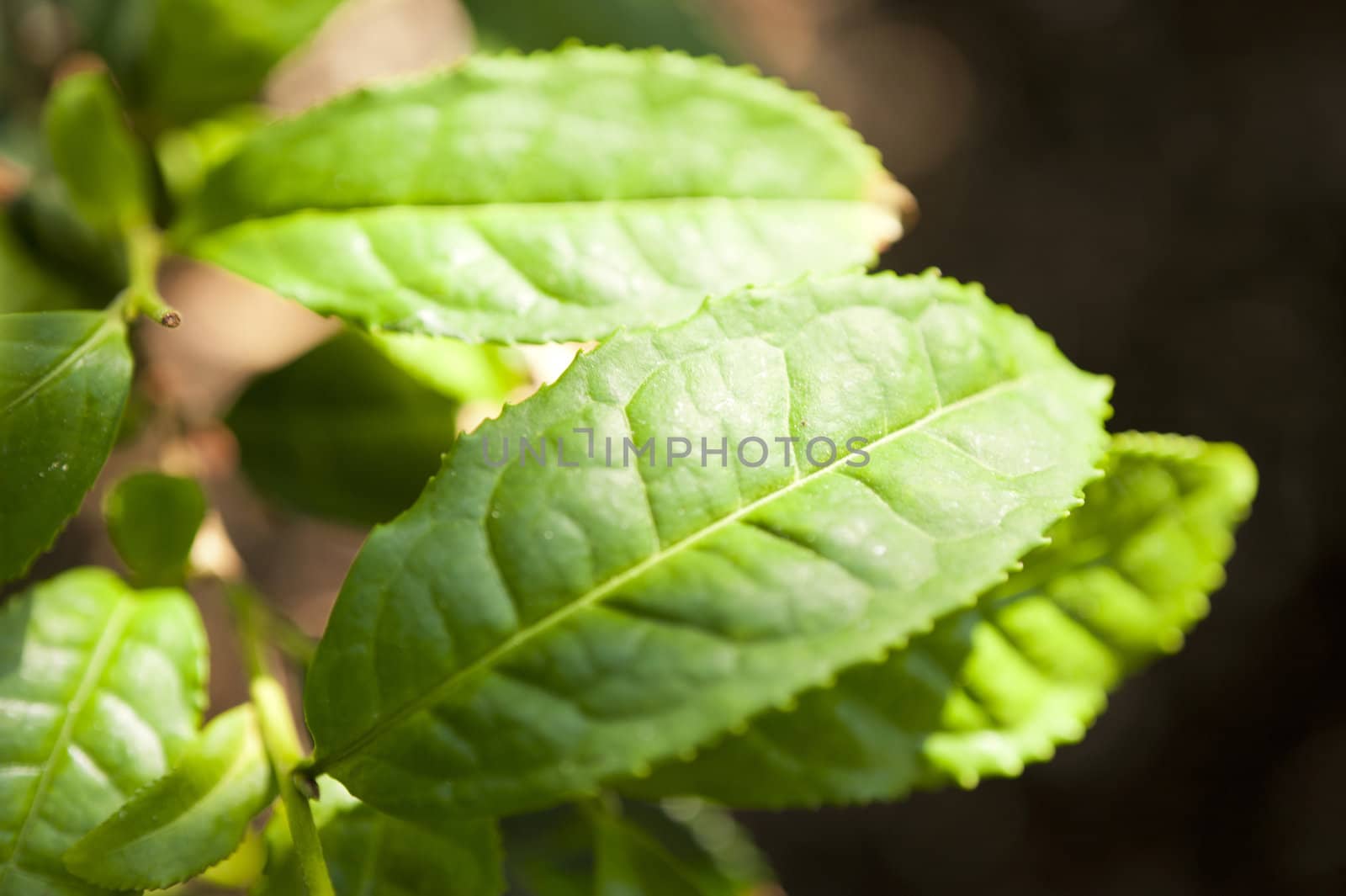Tea shrub Camellia Sinensis by 3quarks