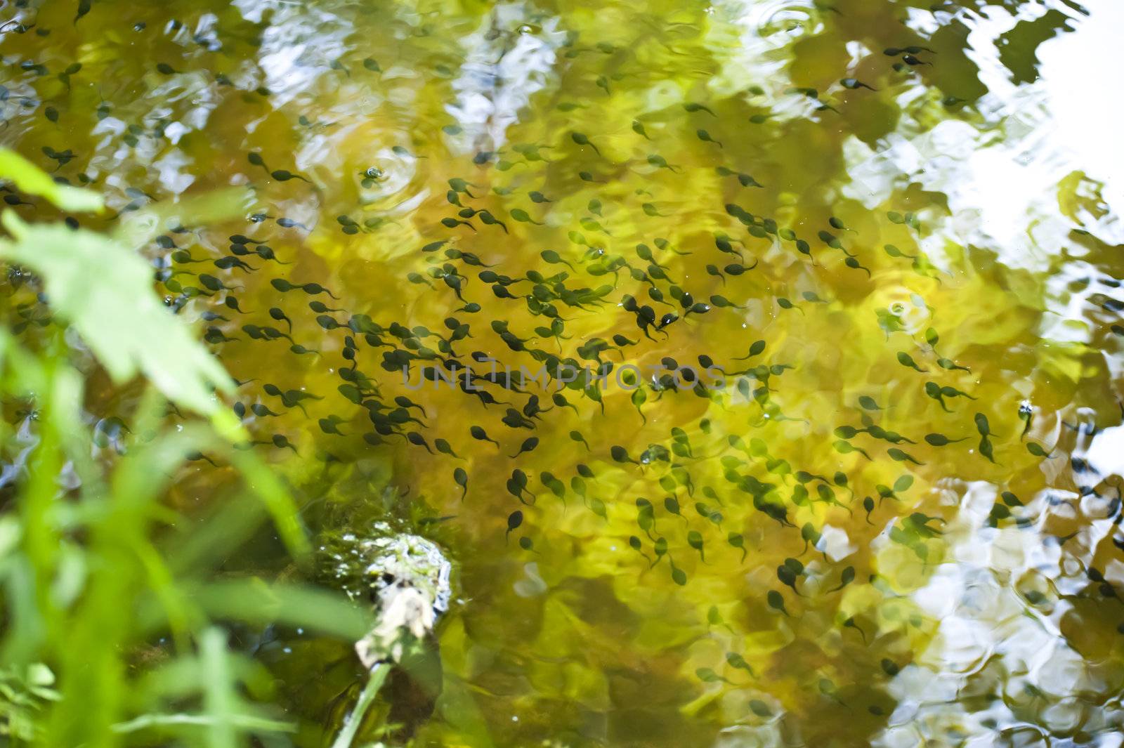 Tadpoles in a pond