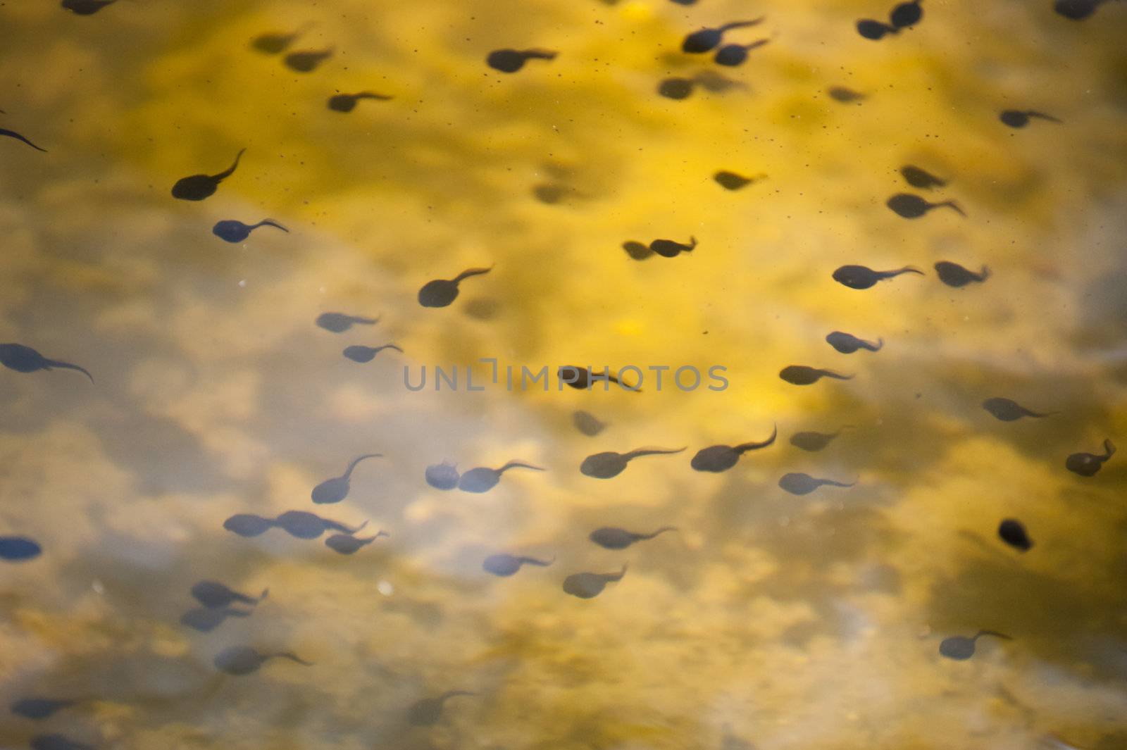 Tadpoles in a pond