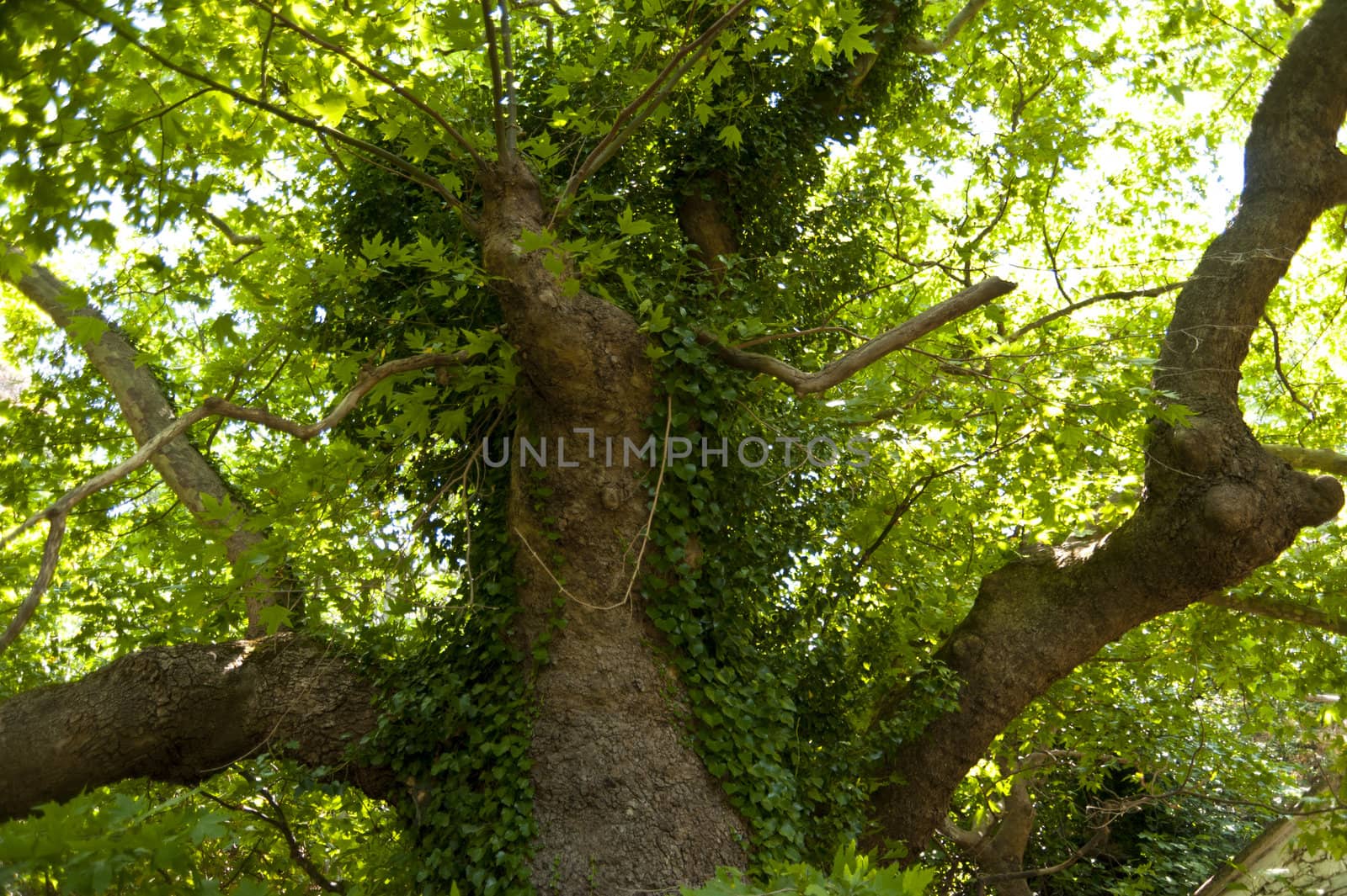 Old tree on Samos