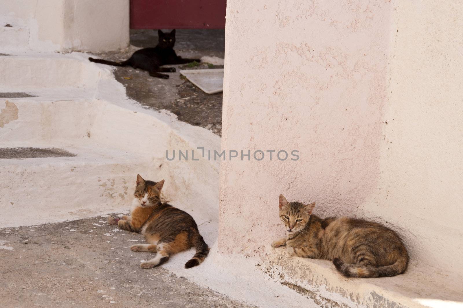 Cats on Samos