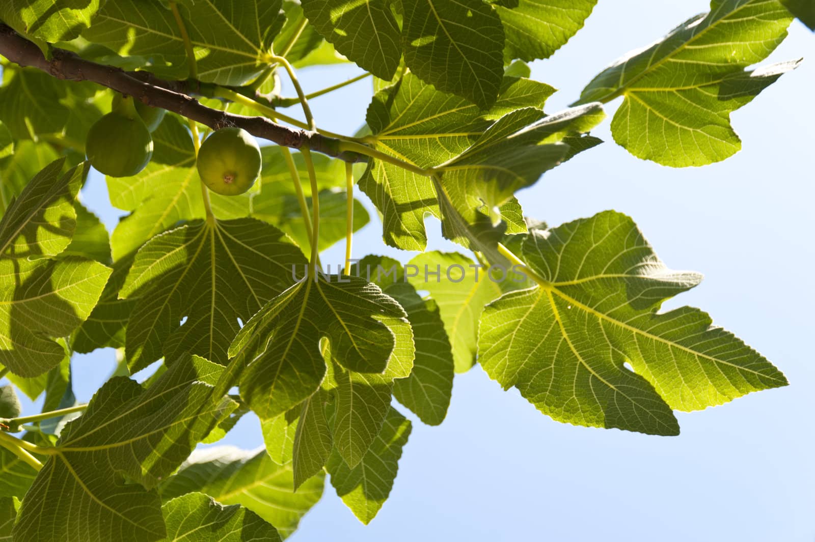 Fig Tree on Samos