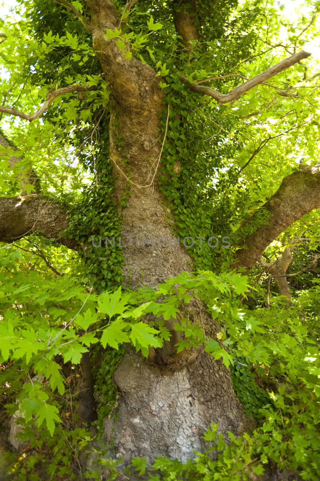 Old tree on Samos