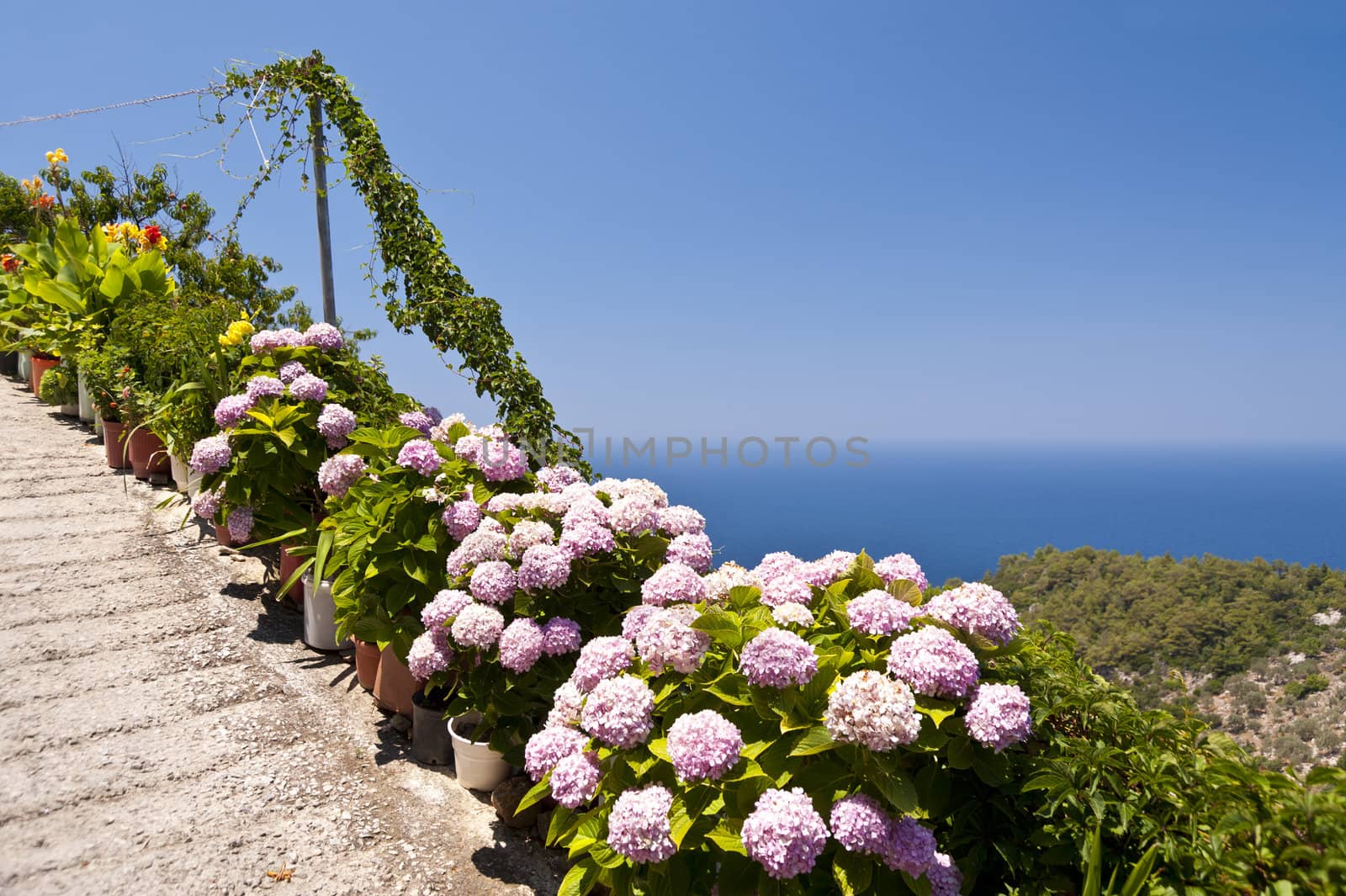 Hydrangea on Samos