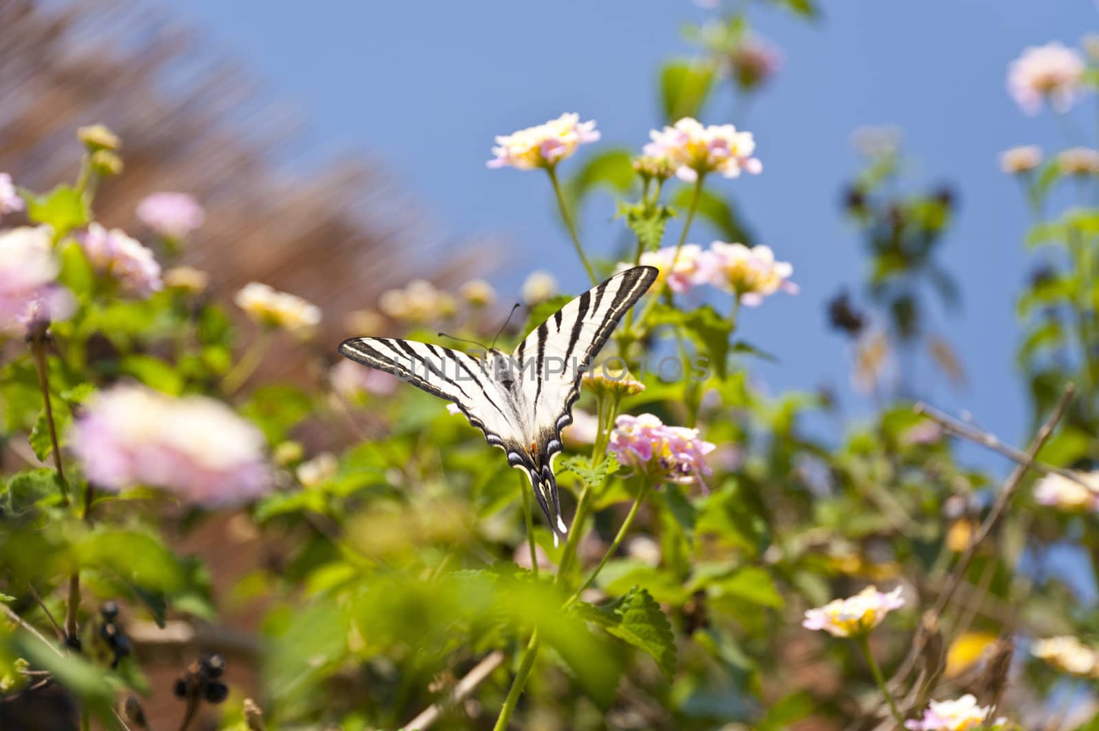 Butterfly on Samos