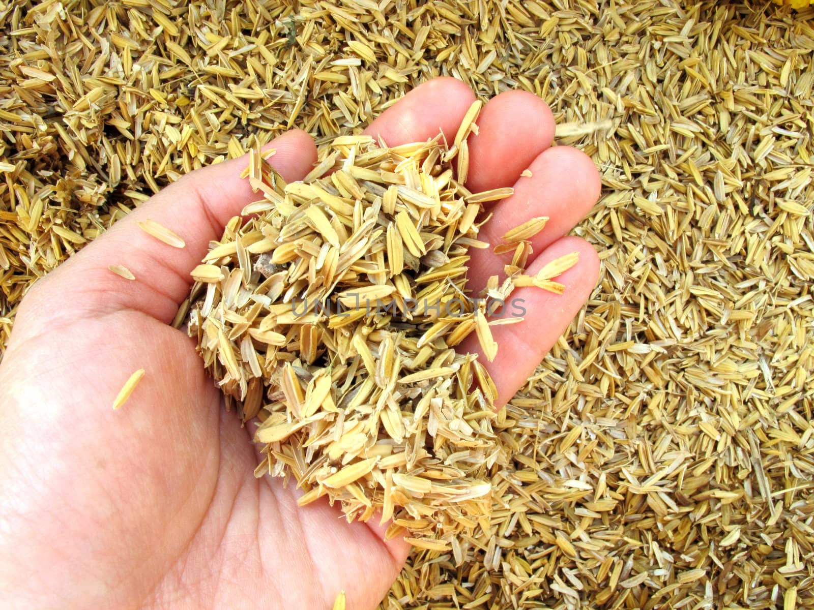 Rice husk (chaff) on human hand