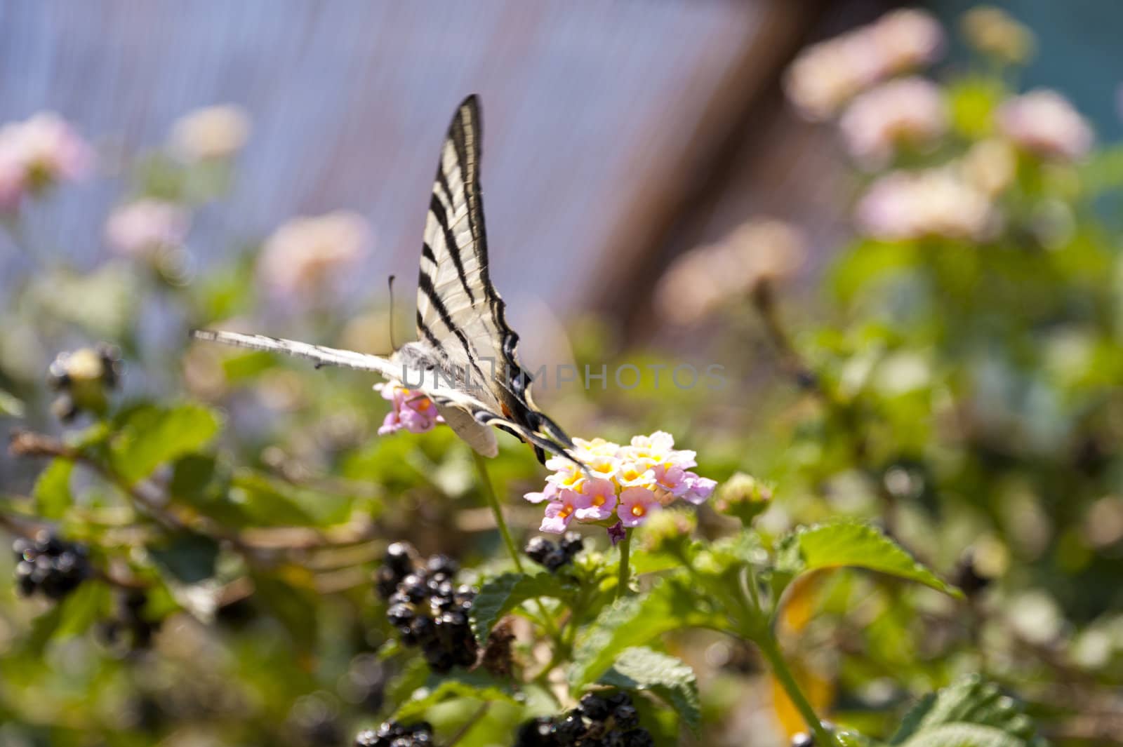 Butterfly on Samos