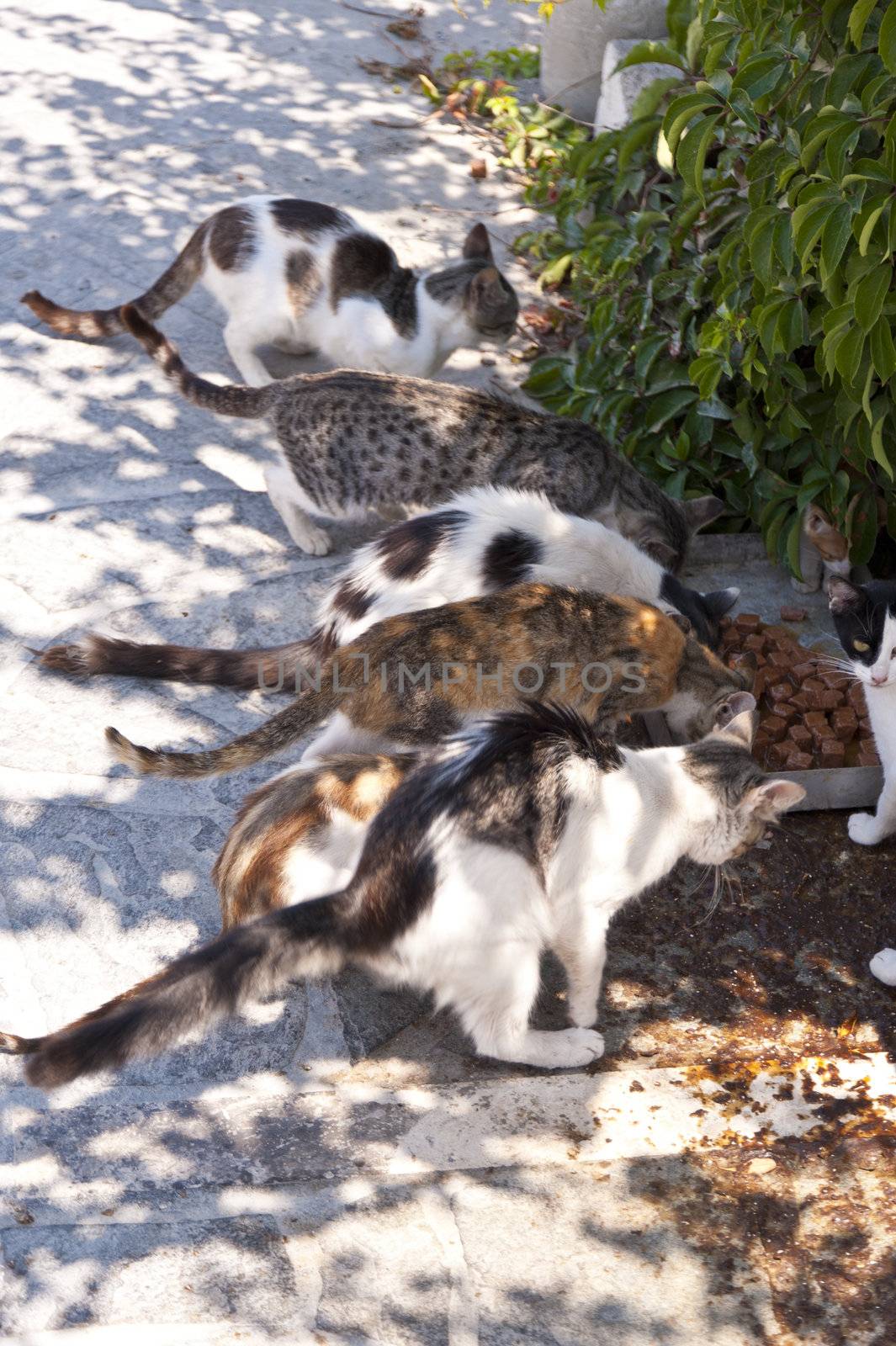 Cats on Samos