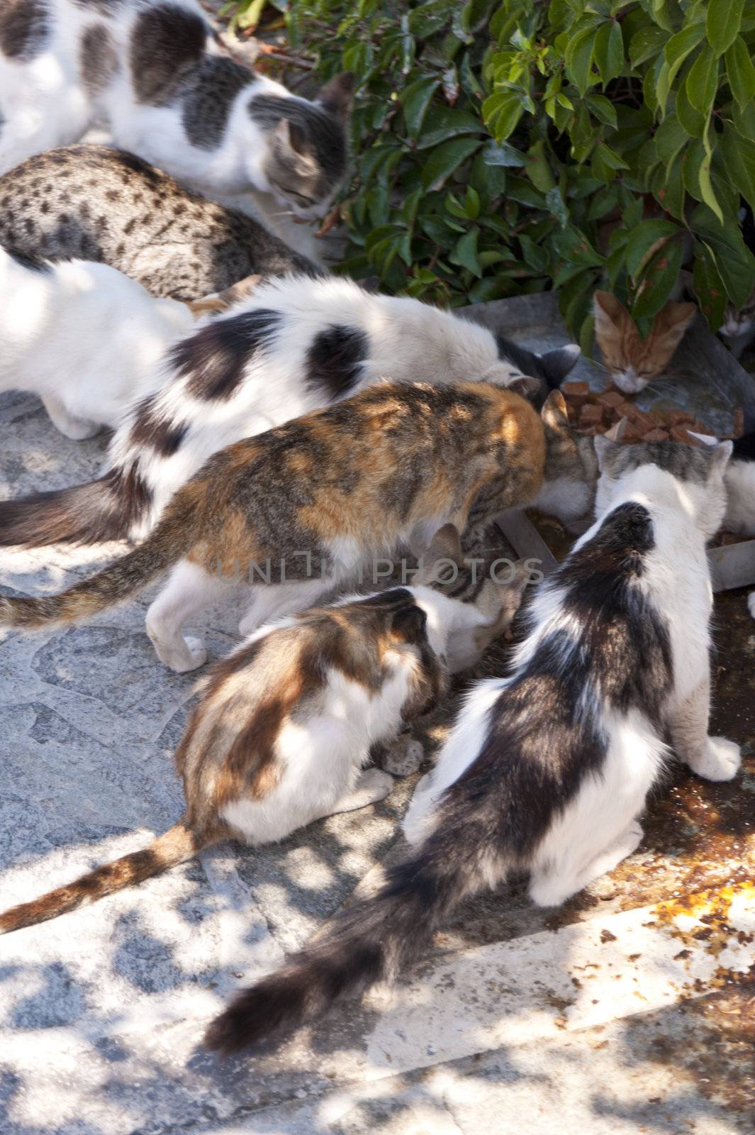 Cats on Samos