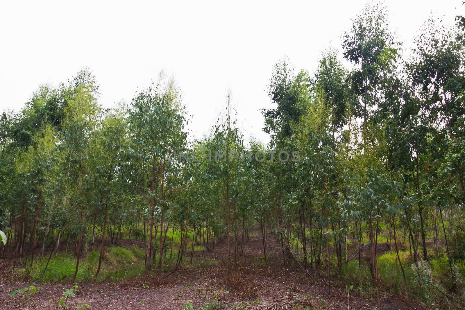 Plantation of Eucalyptus in Thailand