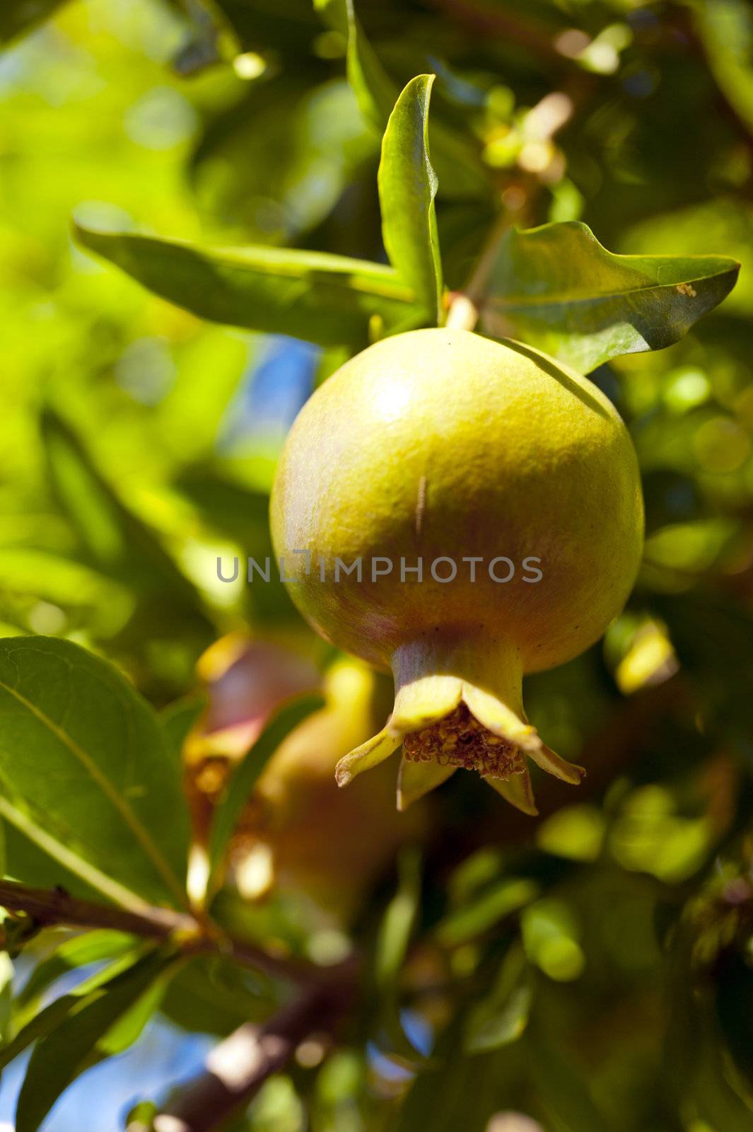 Pomegranate