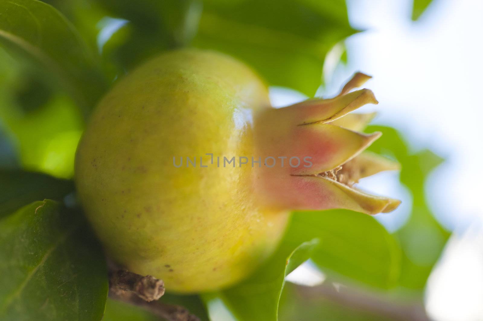 Pomegranate