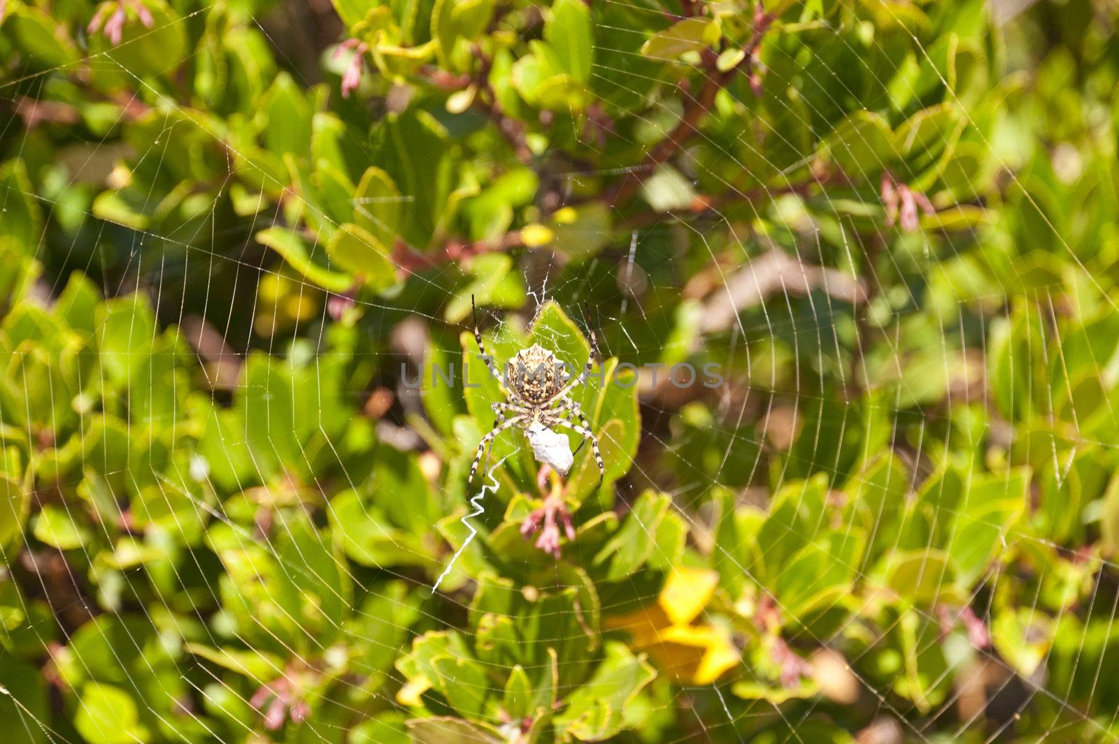 Spider web