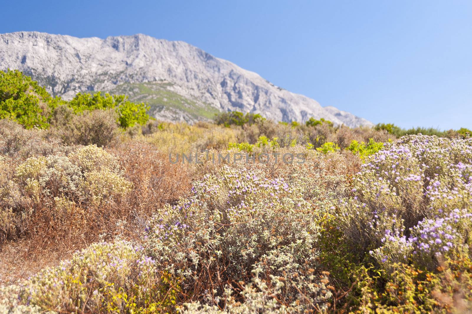 Landscape on Samos