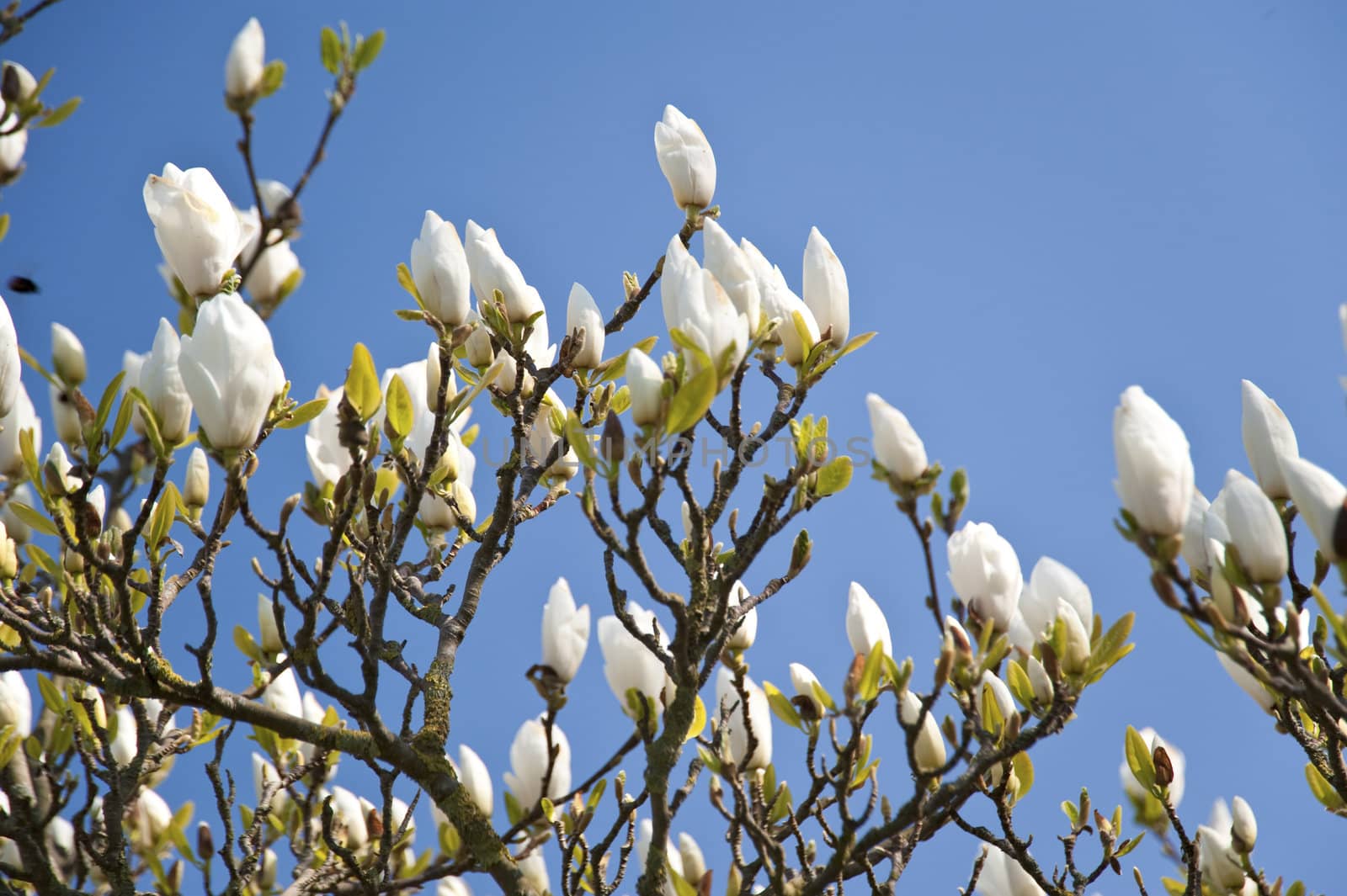 blossoming tree in april