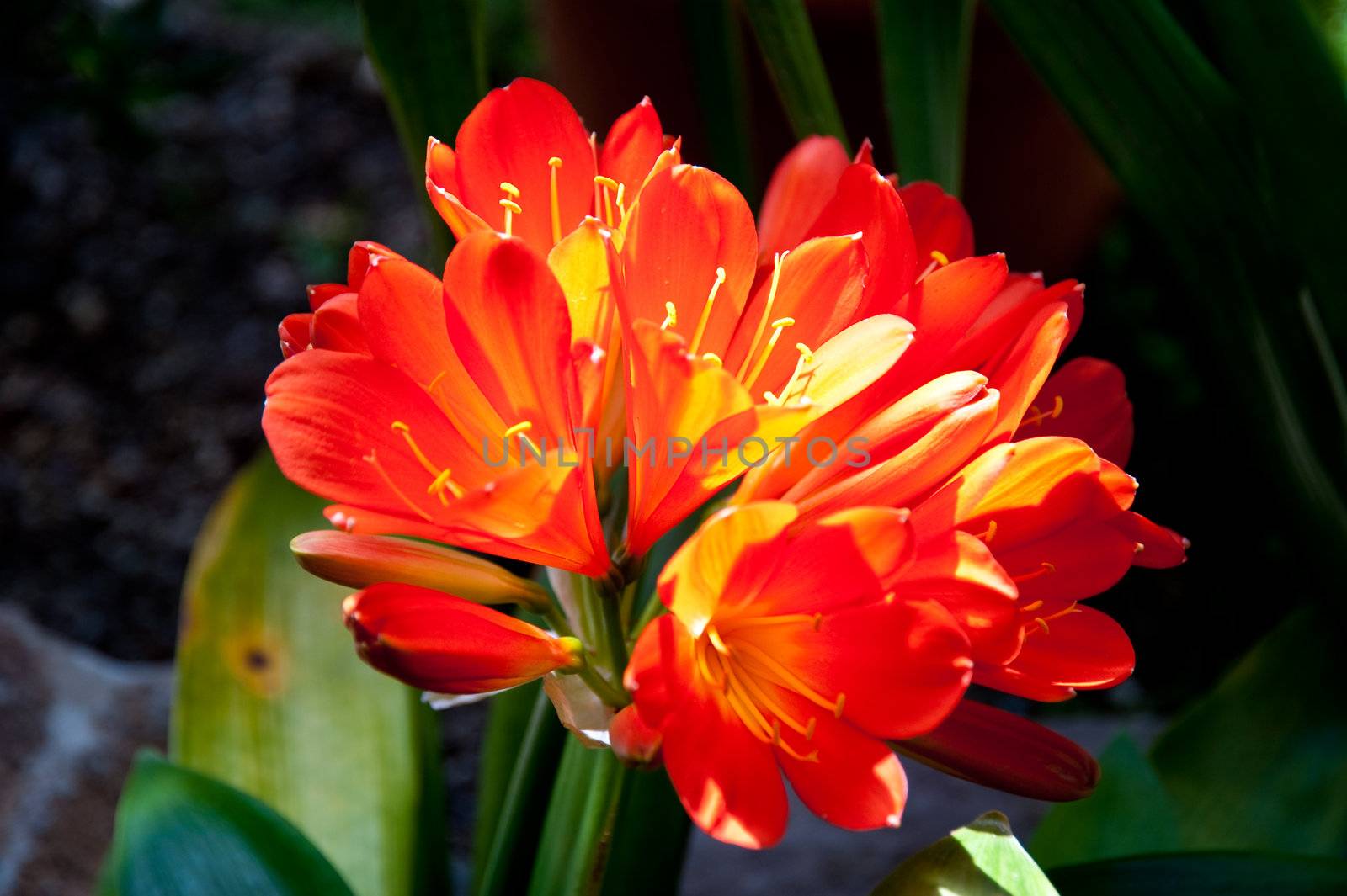 brilliant display of flowers