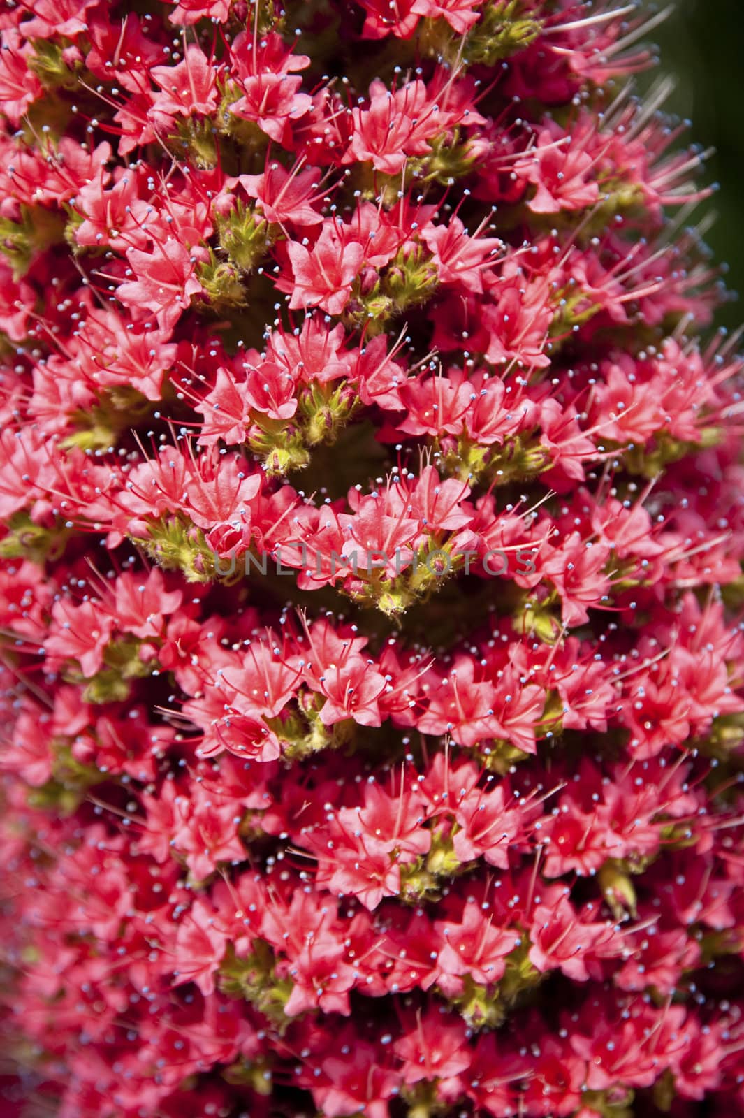 brilliant display of flowers