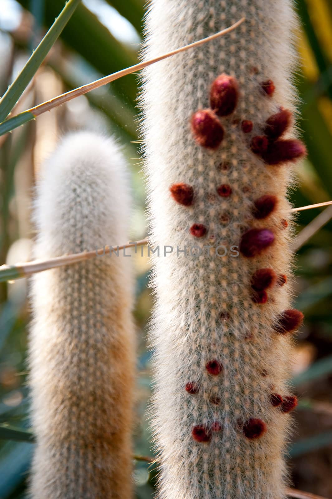 close up of a cactus