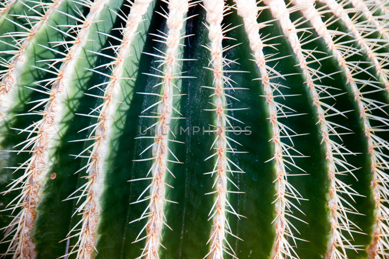 close up of a cactus