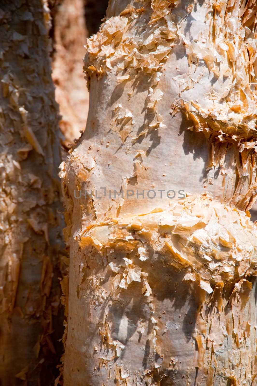 bark of a tropic tree