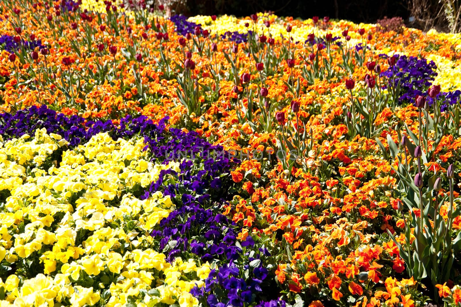 brilliant display of flowers