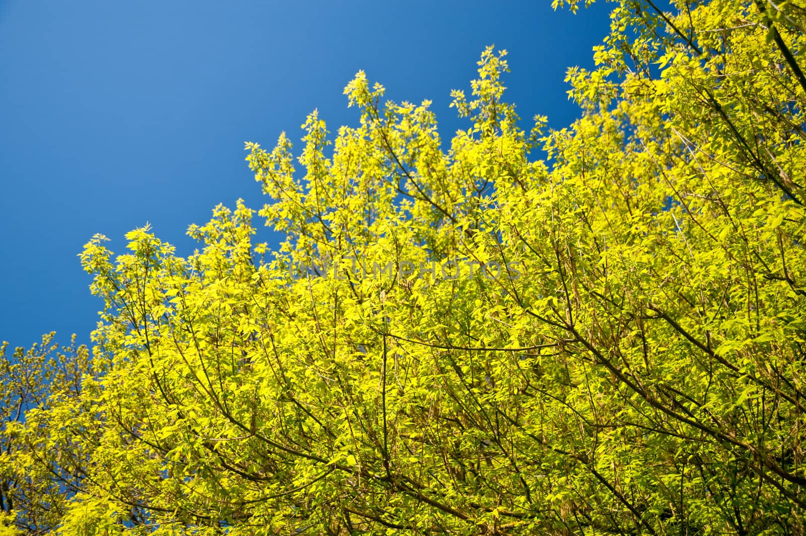 blossoming tree in april