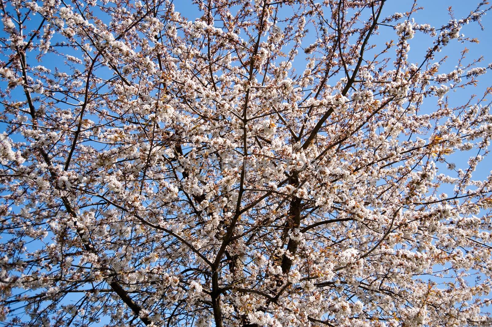 blossoming tree in april