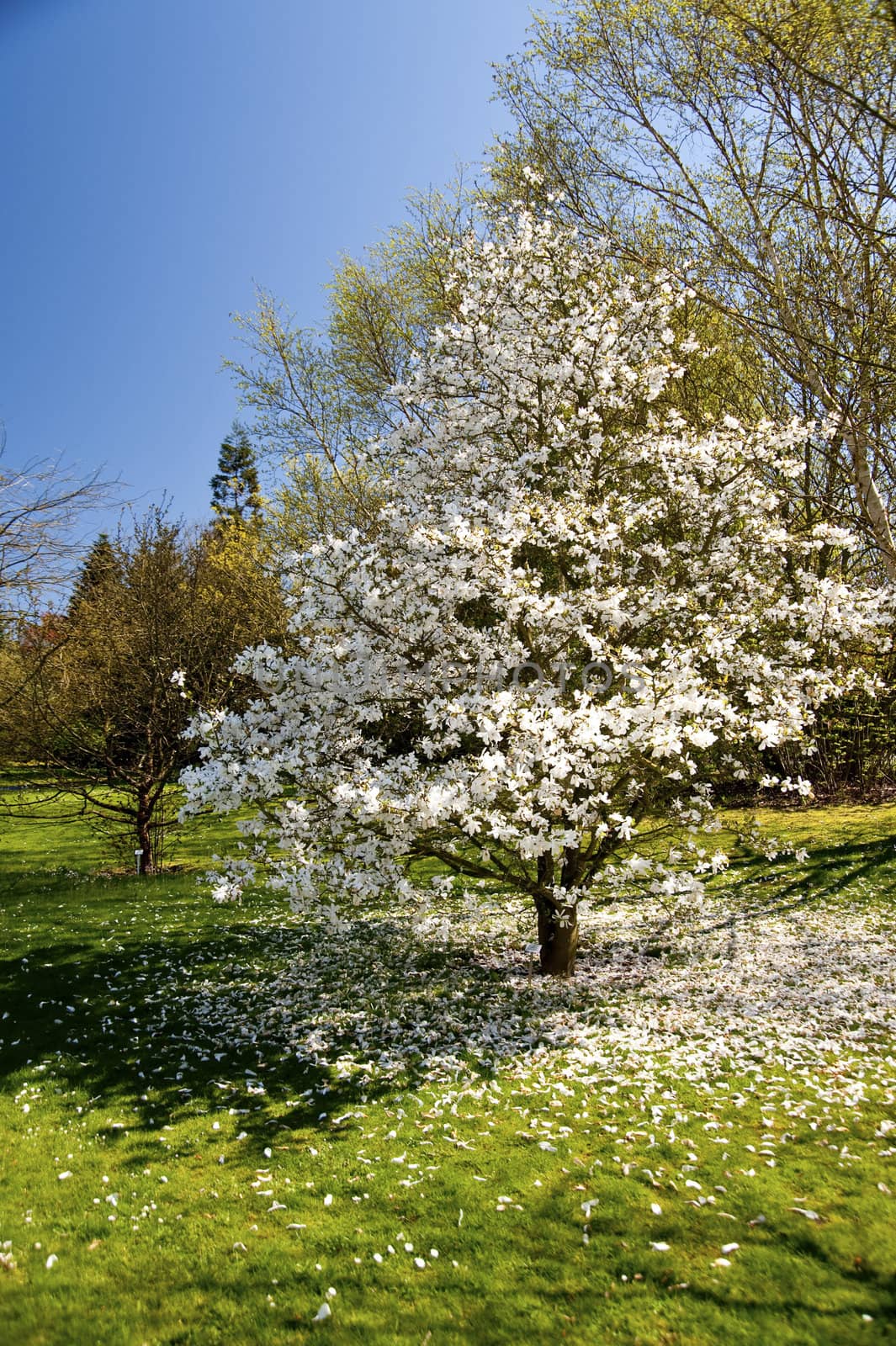 blossoming tree in april