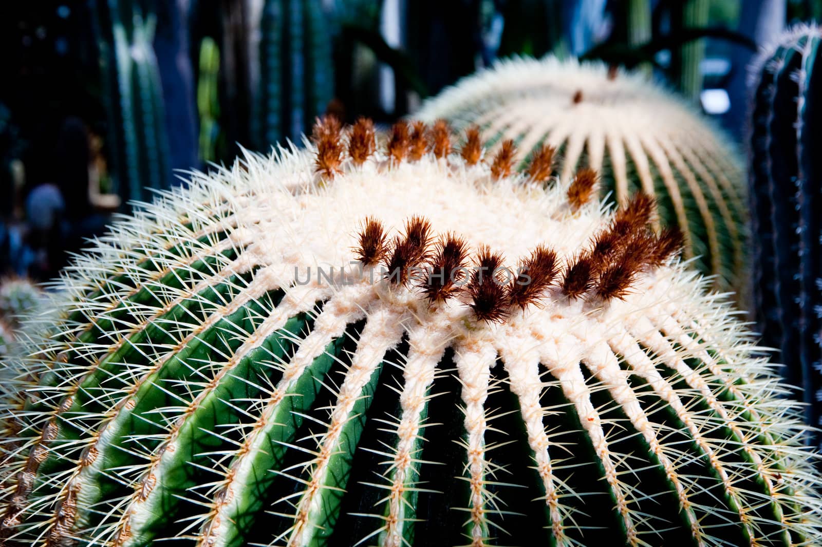 close up of a cactus