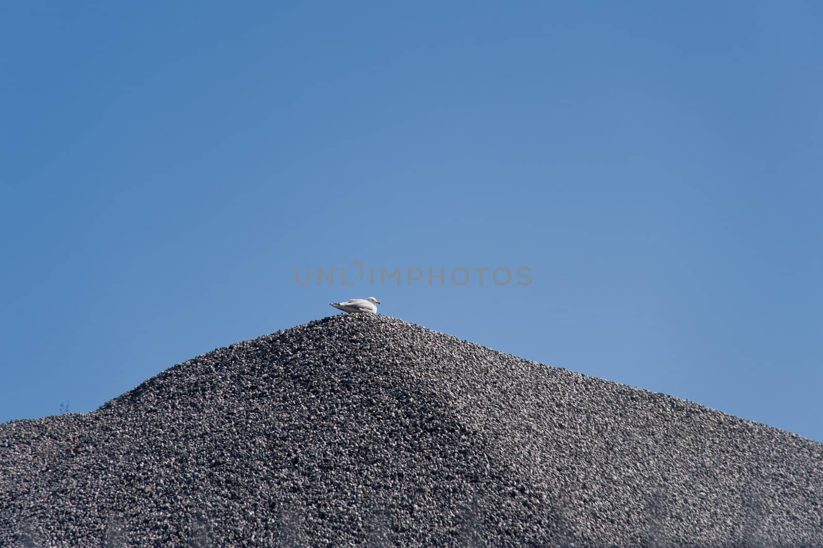 seagull on top of a gravel heap