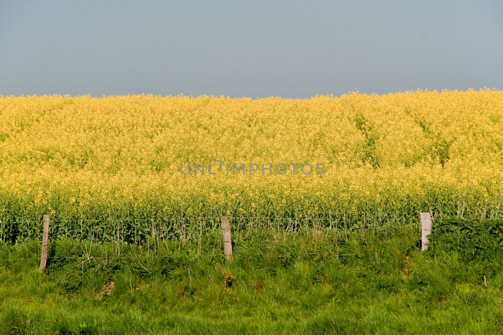 rape field in april / schleswig-holstein / germany