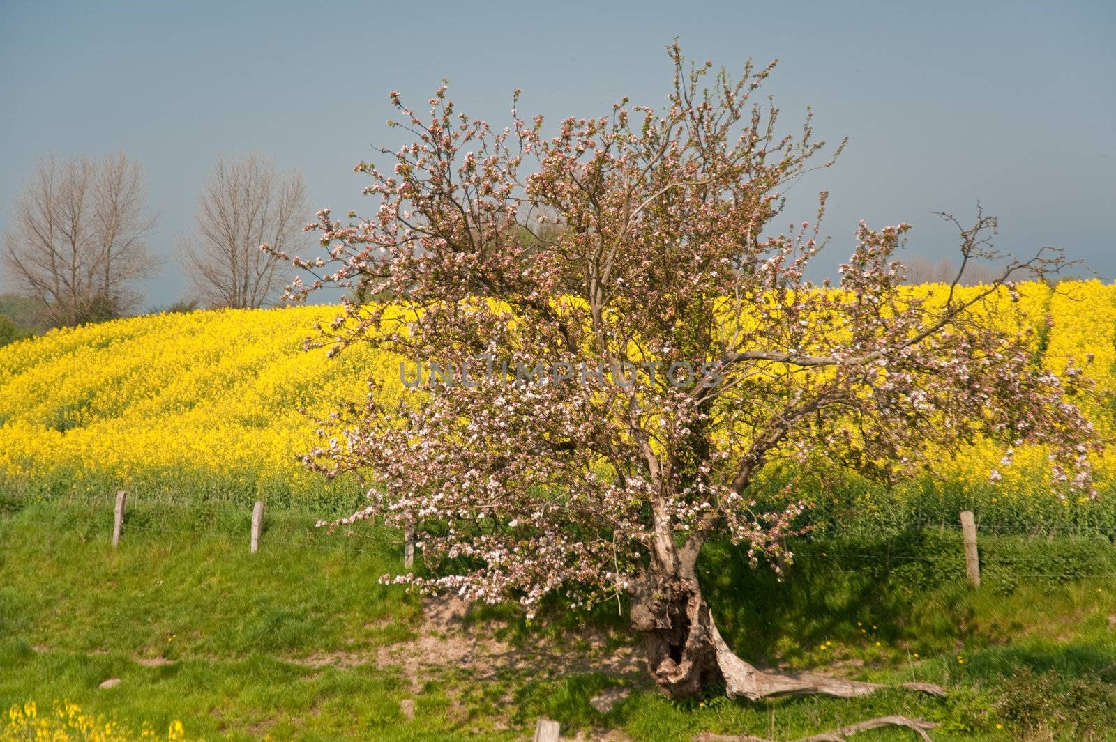 rape field in april / schleswig-holstein / germany
