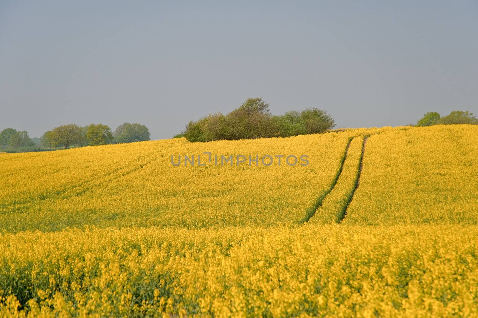 rape field in april / schleswig-holstein / germany