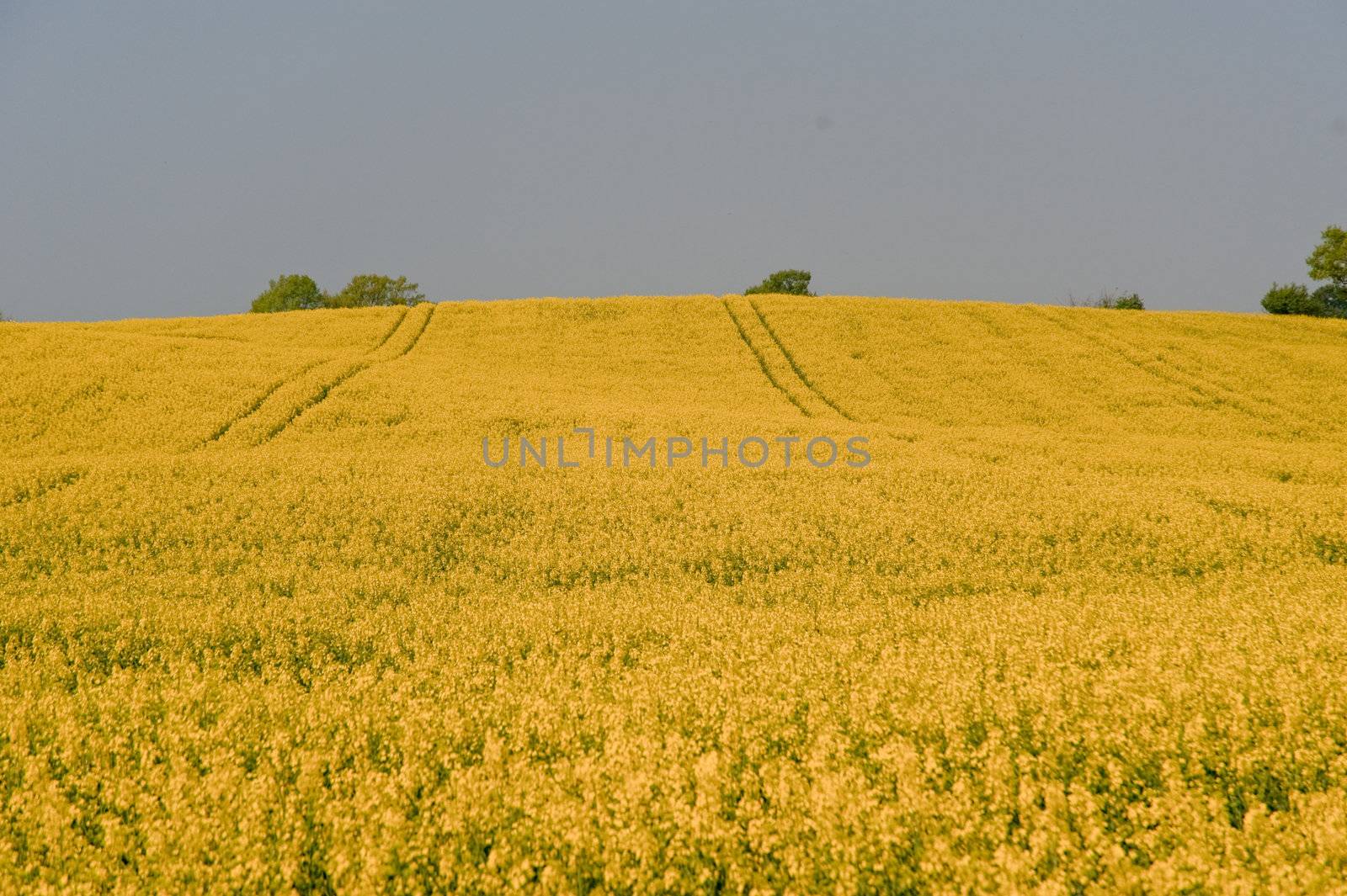 rape field in april / schleswig-holstein / germany
