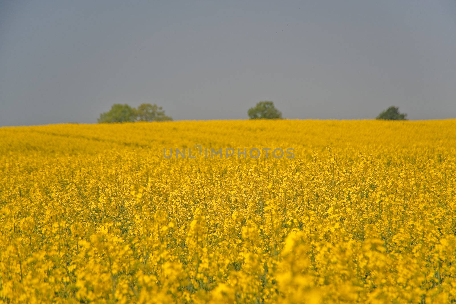 rape field in april / schleswig-holstein / germany
