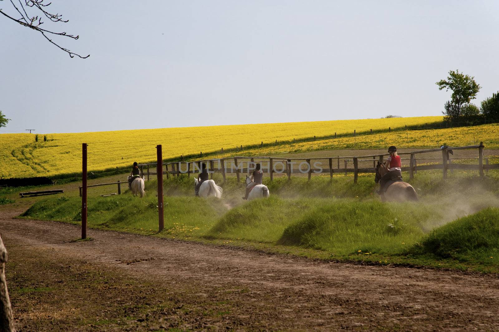 rape field in may / schleswig-holstein / germany