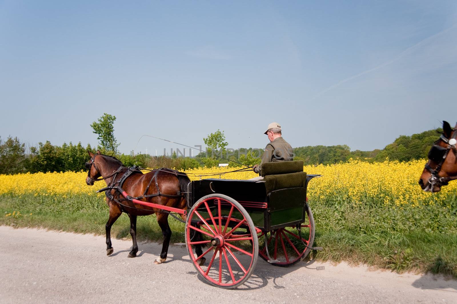 rape field in may / schleswig-holstein / germany