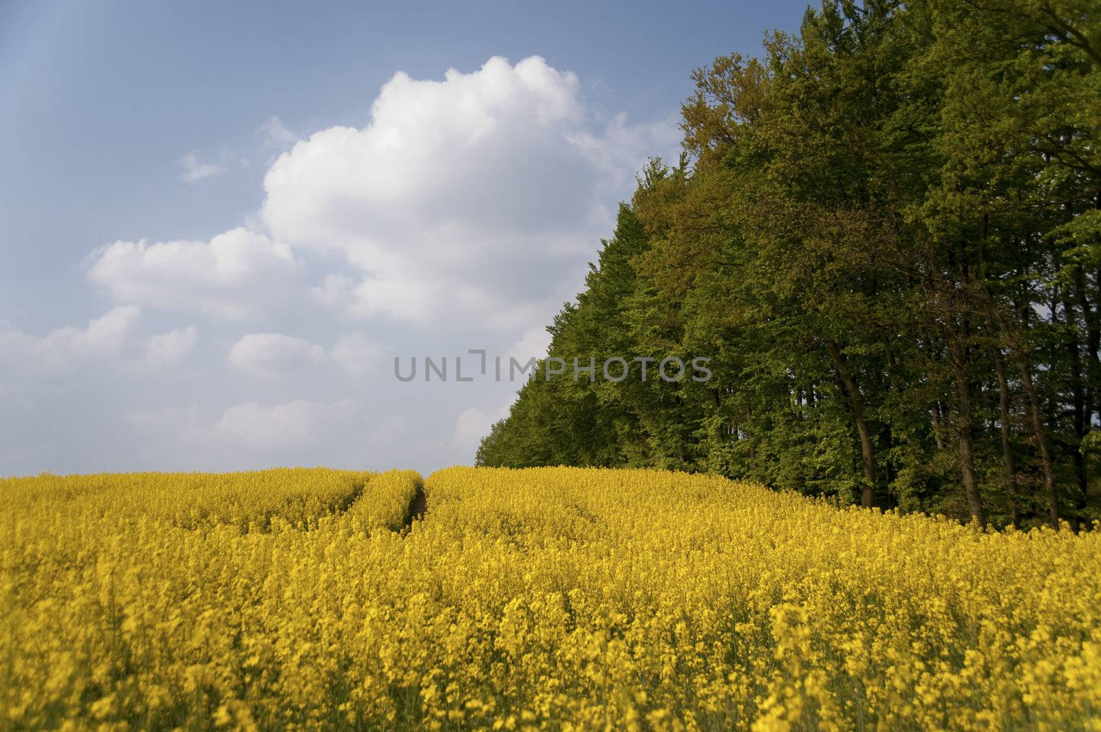 rape field in may / schleswig-holstein / germany
