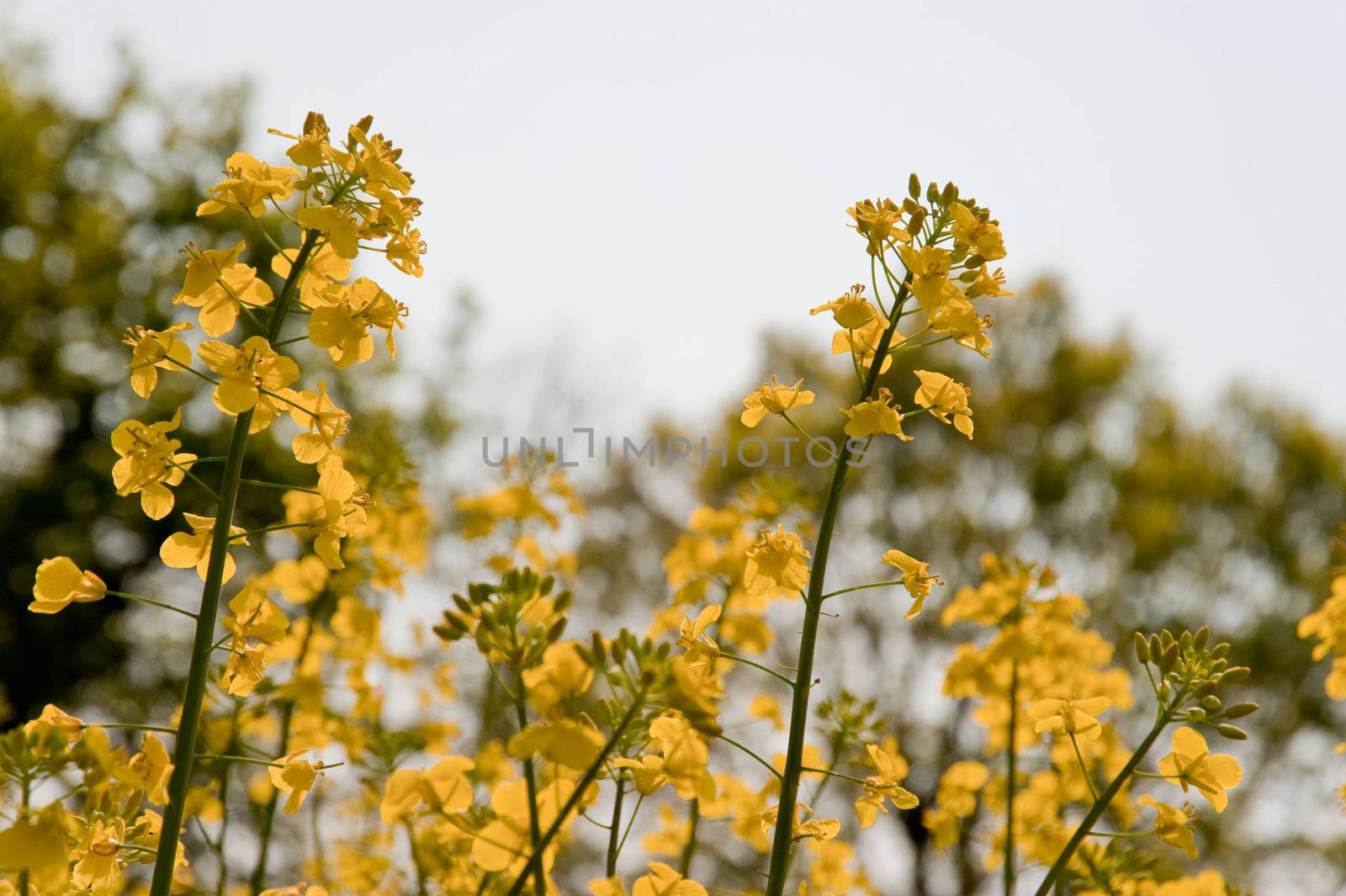 rape field in april / schleswig-holstein / germany