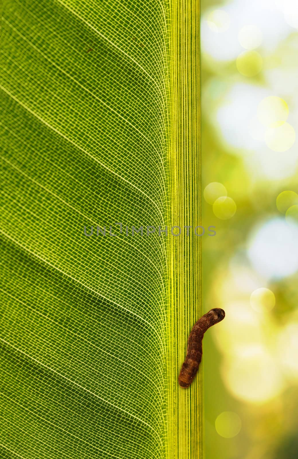 Caterpillar perched on a leaf backlit by sunlight  by mnsanthoshkumar