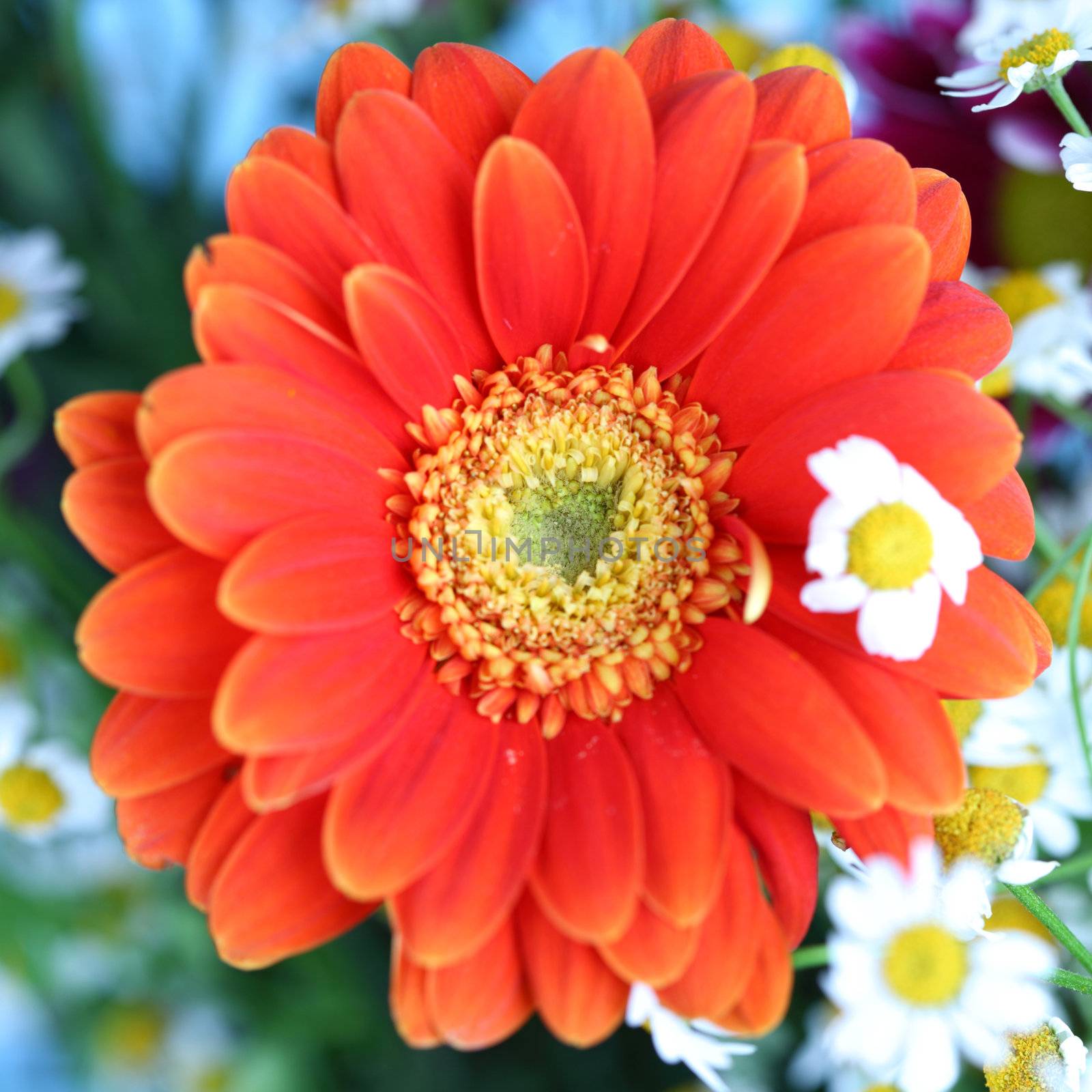 colourful summer flowers close up