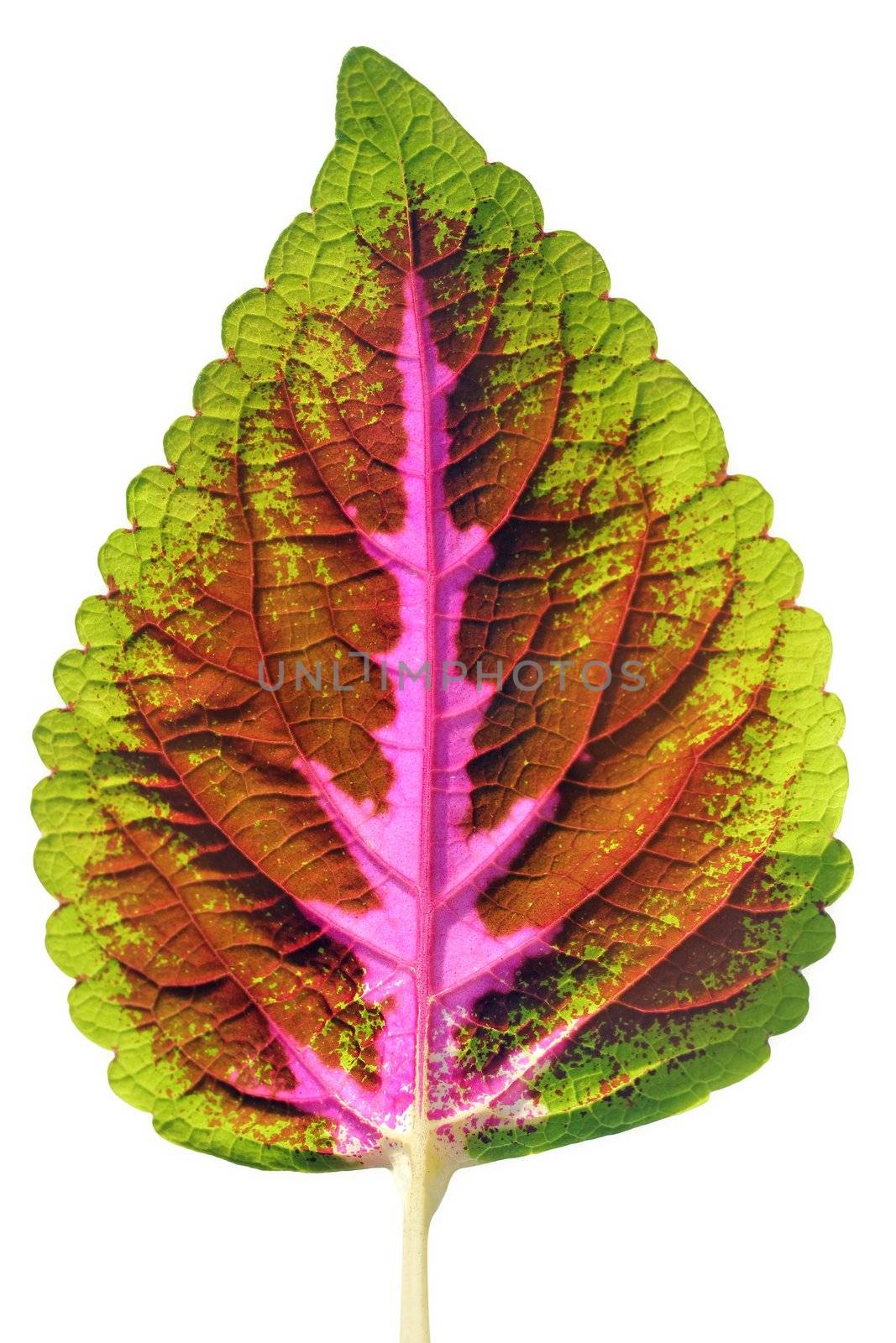 Isolated colorful coleus leaf with multiple hues by mnsanthoshkumar