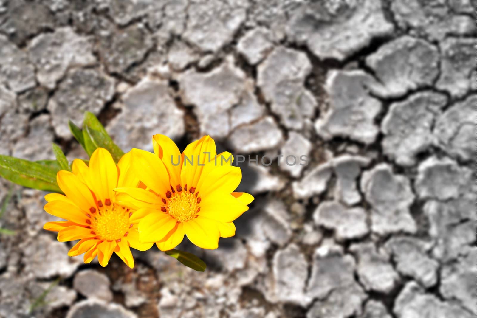Concept of persistence. Flowers blooming in arid land by mnsanthoshkumar
