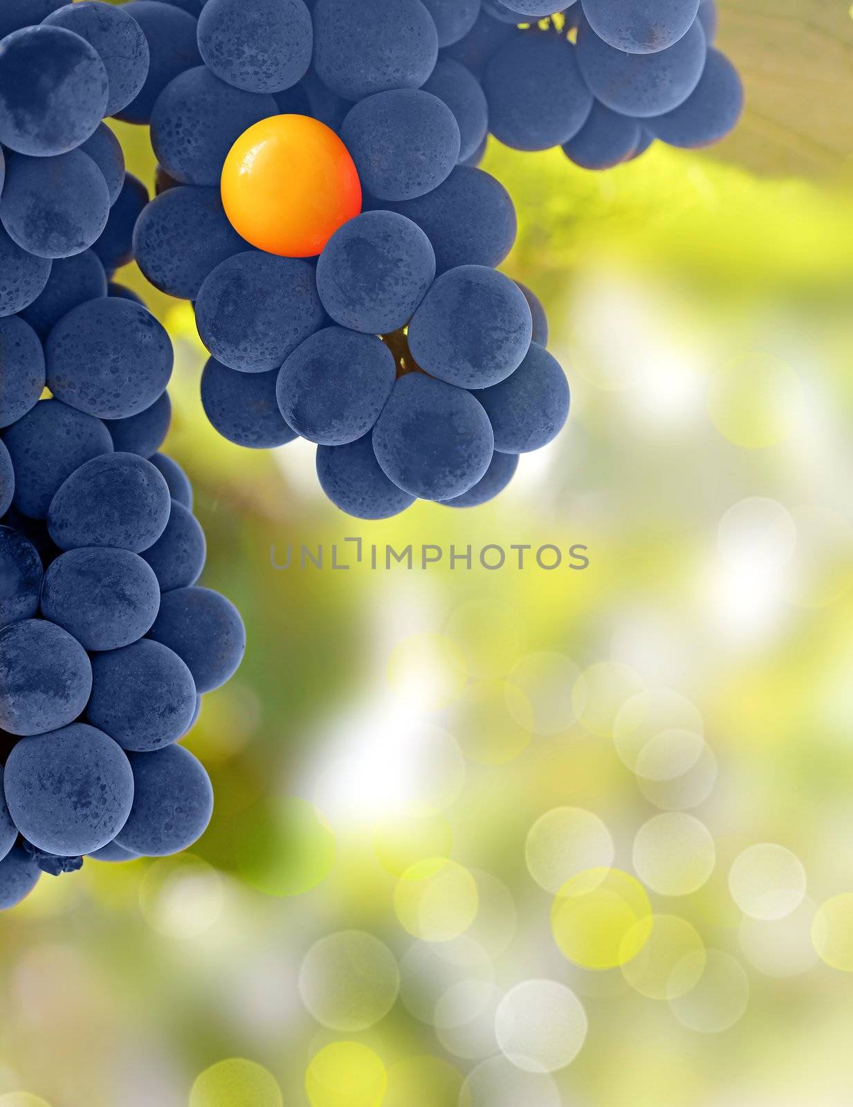 Yellow grapes and purple grapes - stand out from the crowd concept