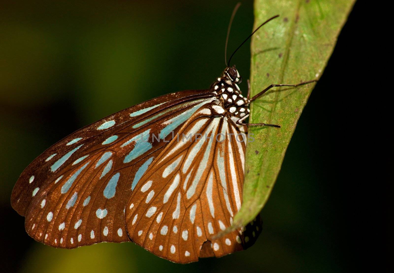 a beautiful butterfly insect  in the garden