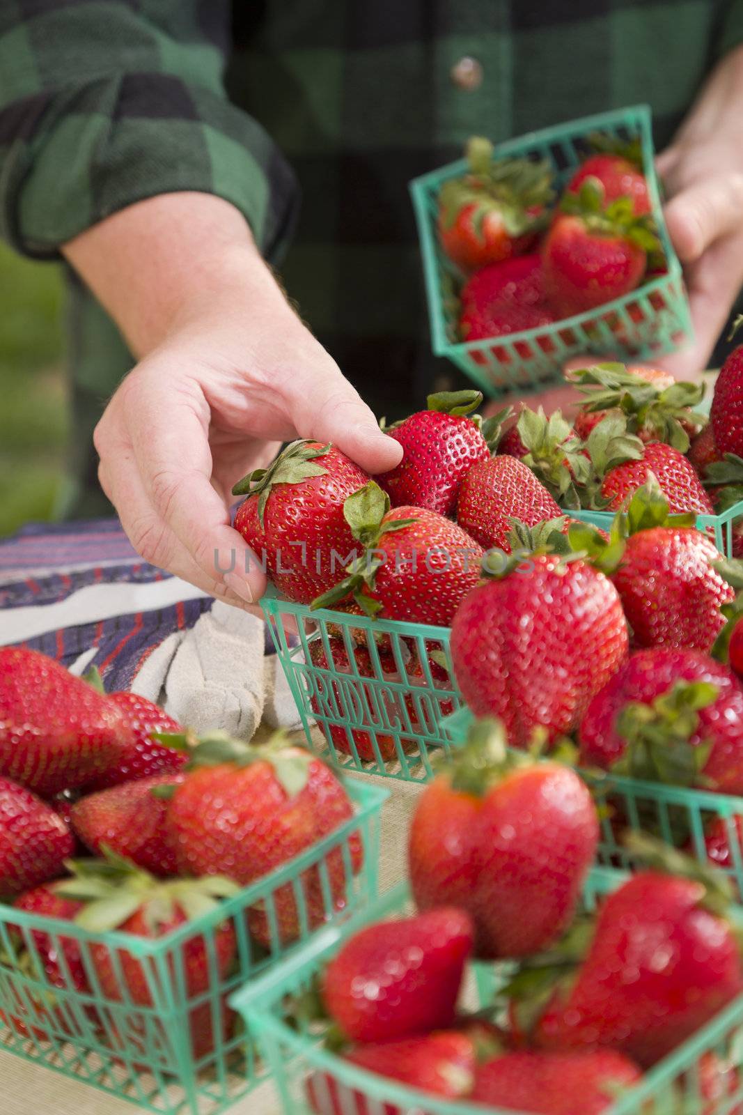 Farmer Gathering Fresh Red Strawberries in Baskets.