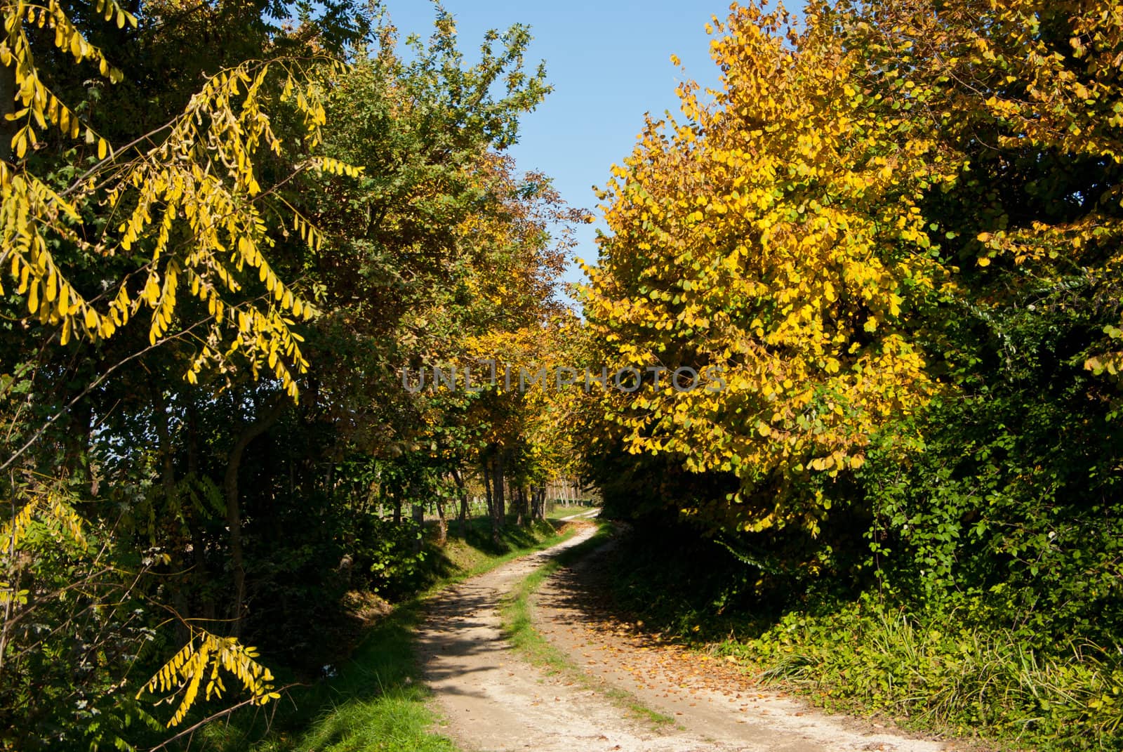 rural landscape of the Veneto in Italy