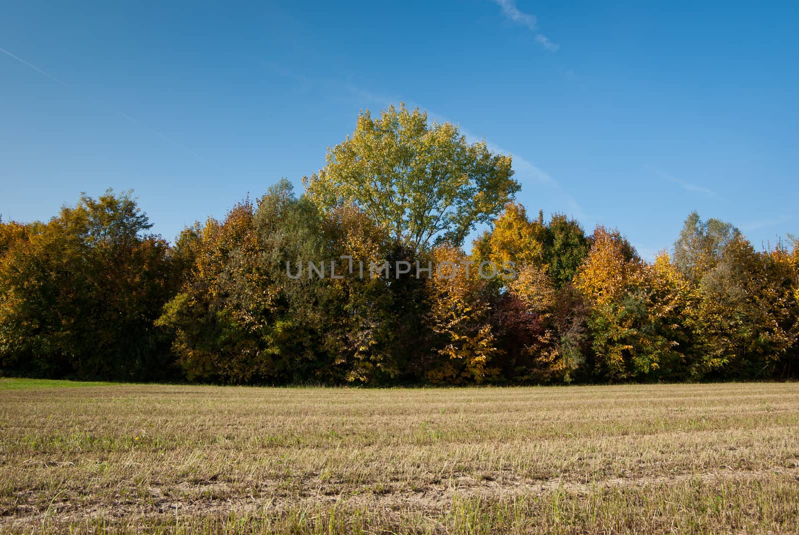 rows of trees of the Venetian countryside